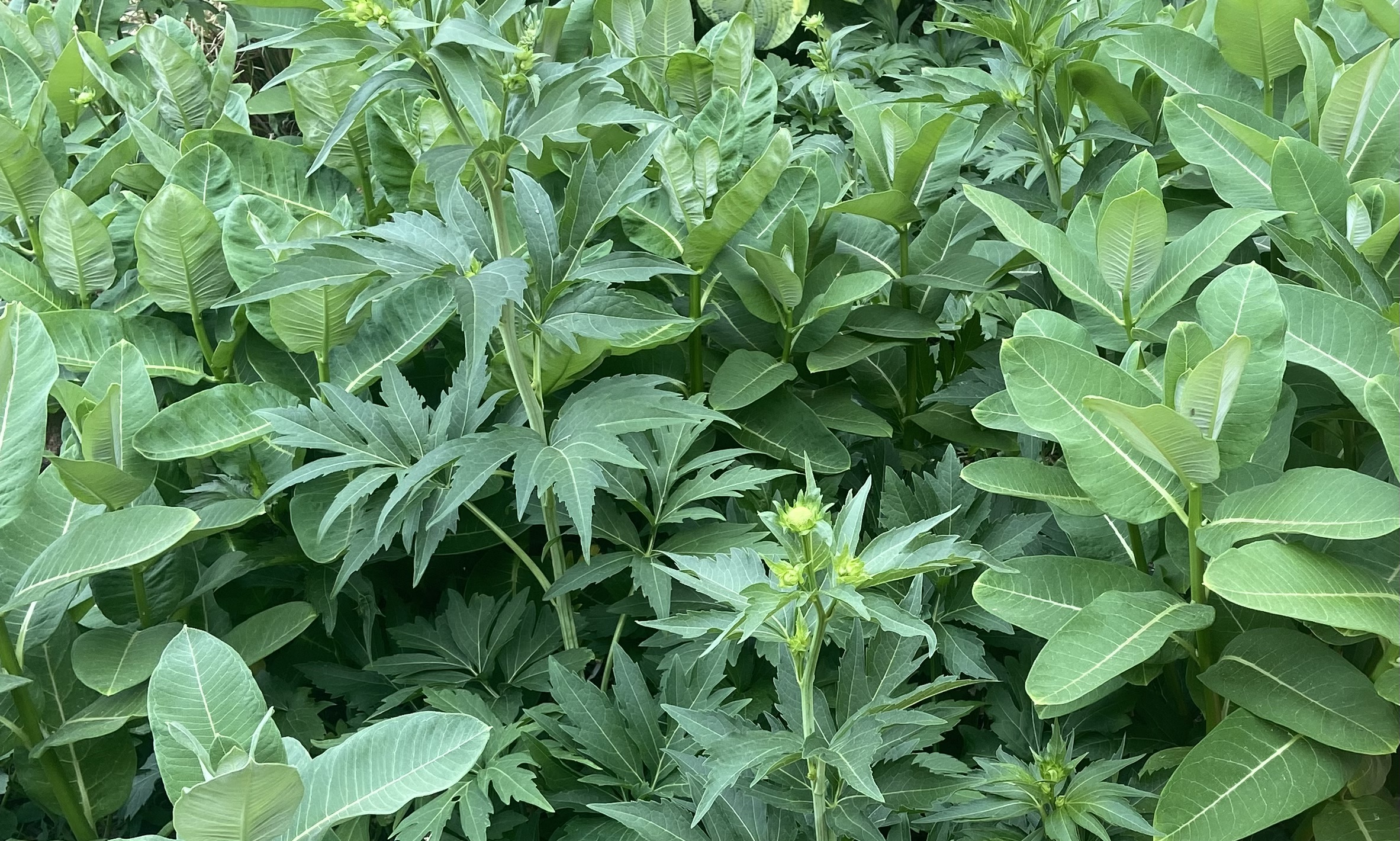 A photo of a crowded garden with green coneflower and milkweed leaves. 