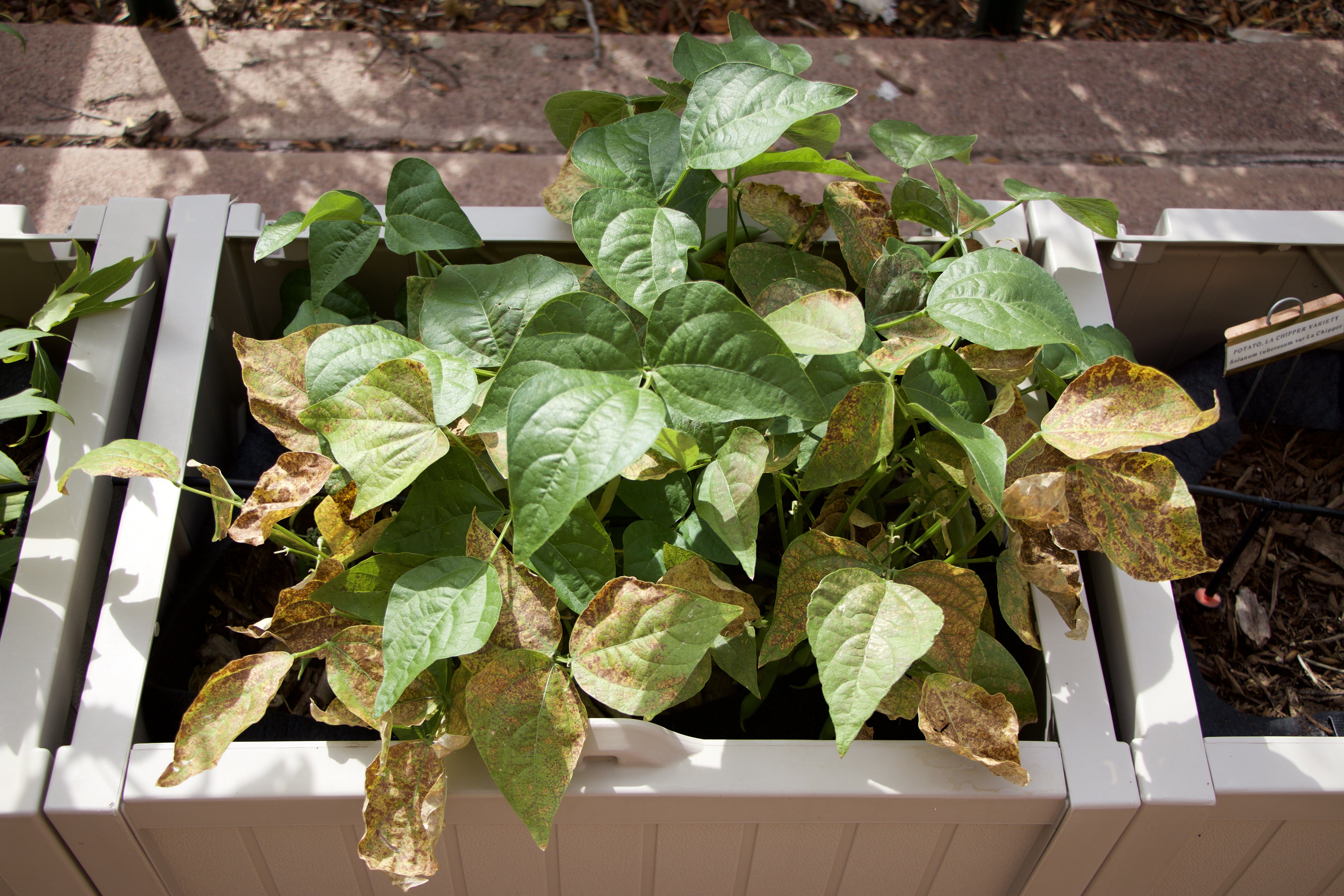 Ozone Damage on Sensitive Snap Bean Plants