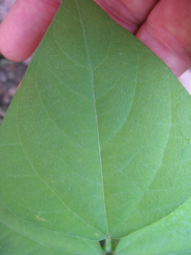 Healthy leaf example