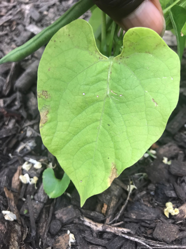 Healthy Leaves