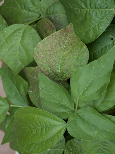 Older leaves examples