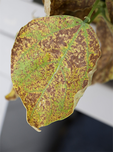 Healthy Leaves