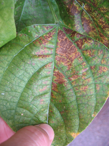 Leaf vein example