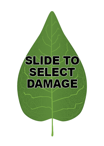 No Leaf Selected