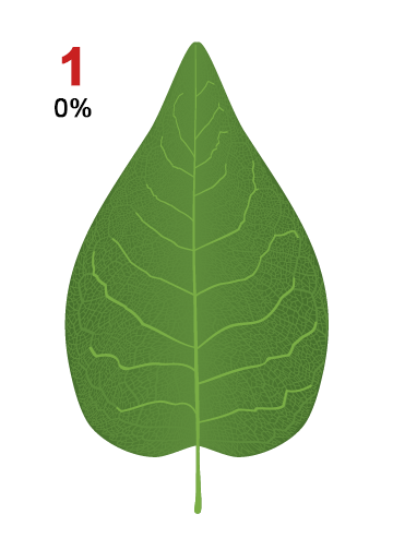 First Leaf