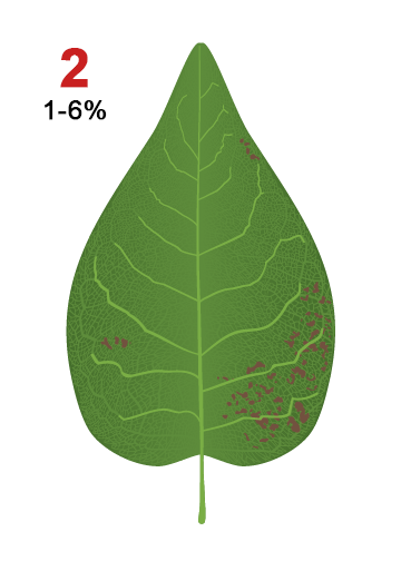 Second Leaf