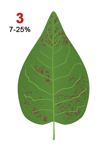 Third Leaf