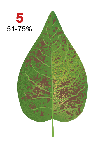 Fifth Leaf