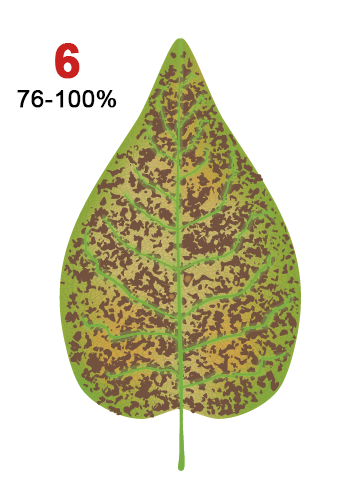 Sixth Leaf