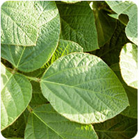 Soybean
