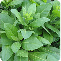 Tobacco